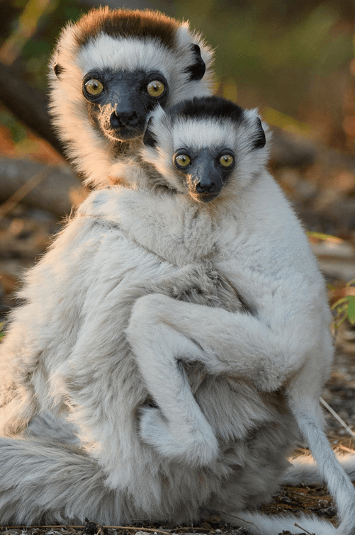 Millions of years of evolution at stake on Madagascar