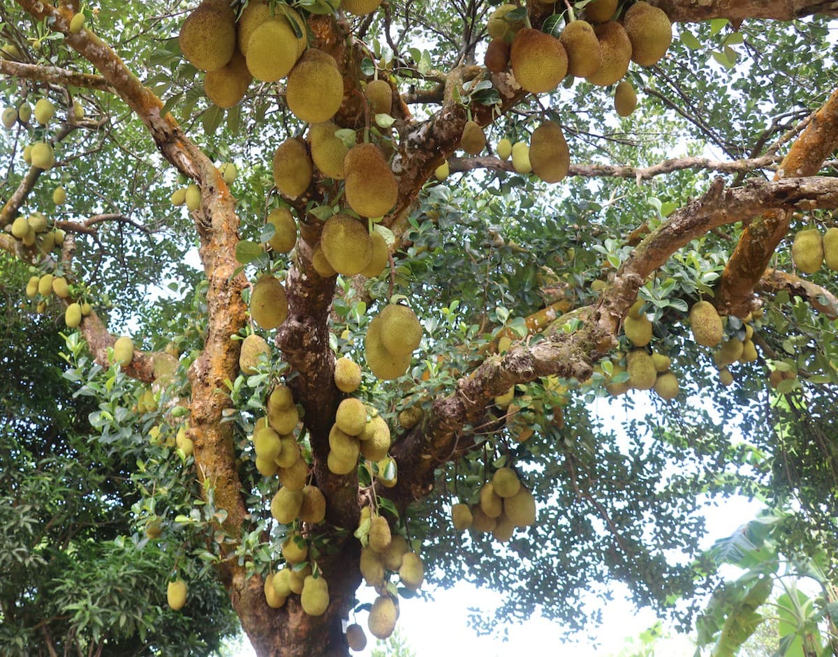 Decoding the genome of a jackfruit that grows all year round