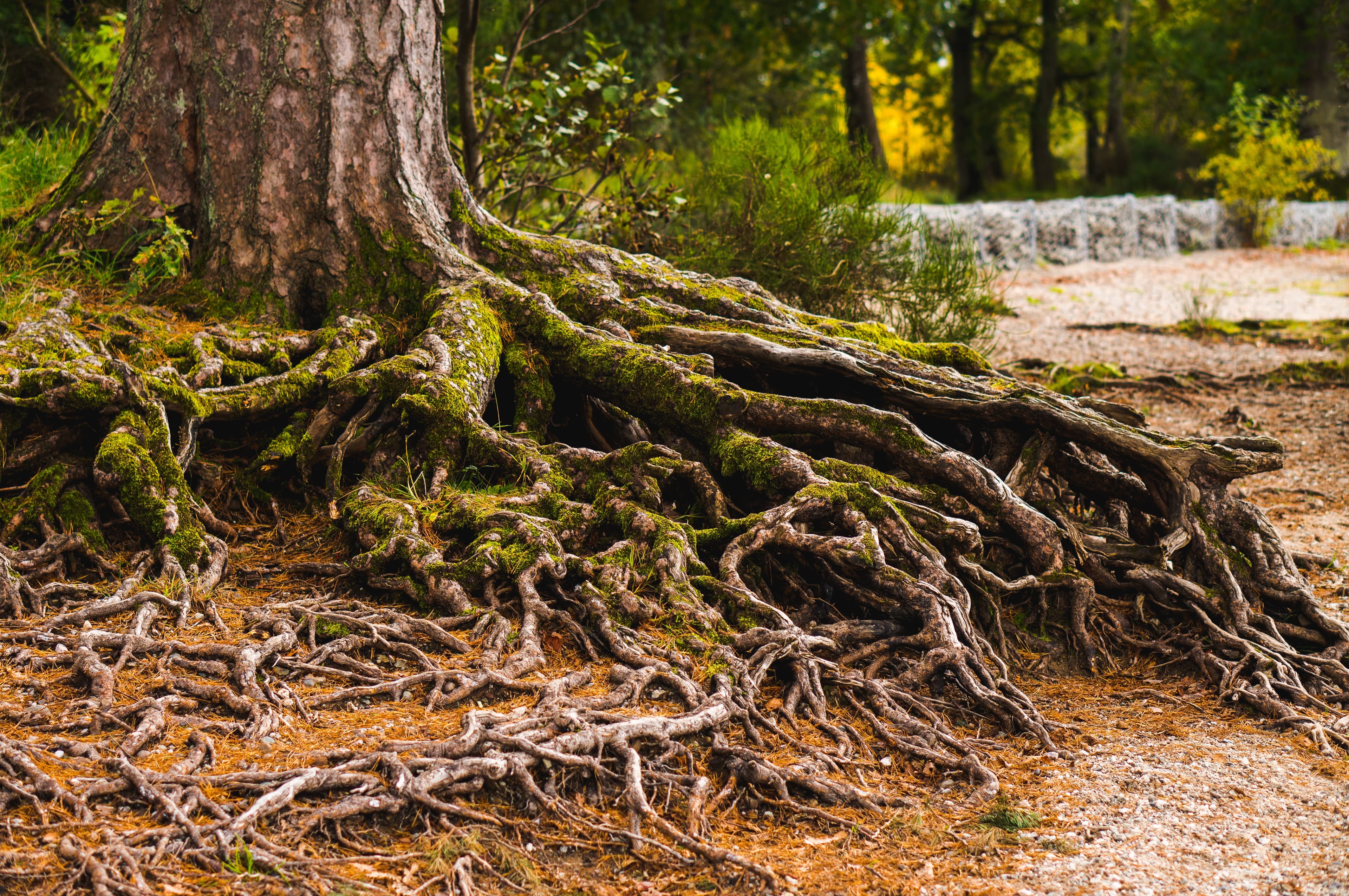 What keeps trees grounded?