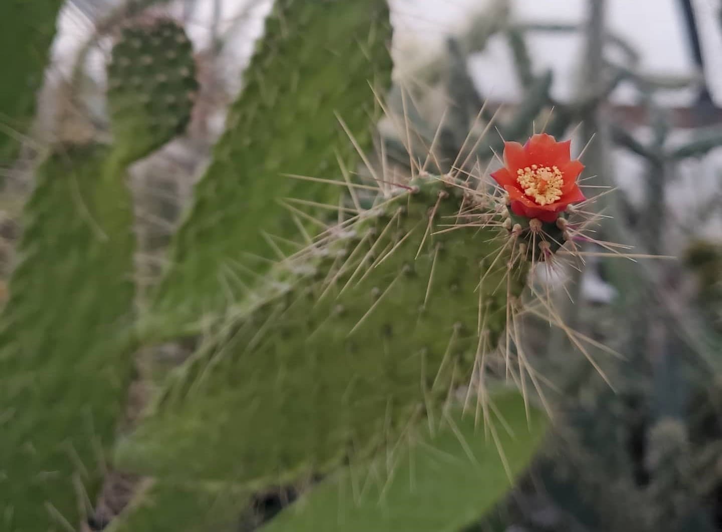 Prickly prospects for cacti under climate change