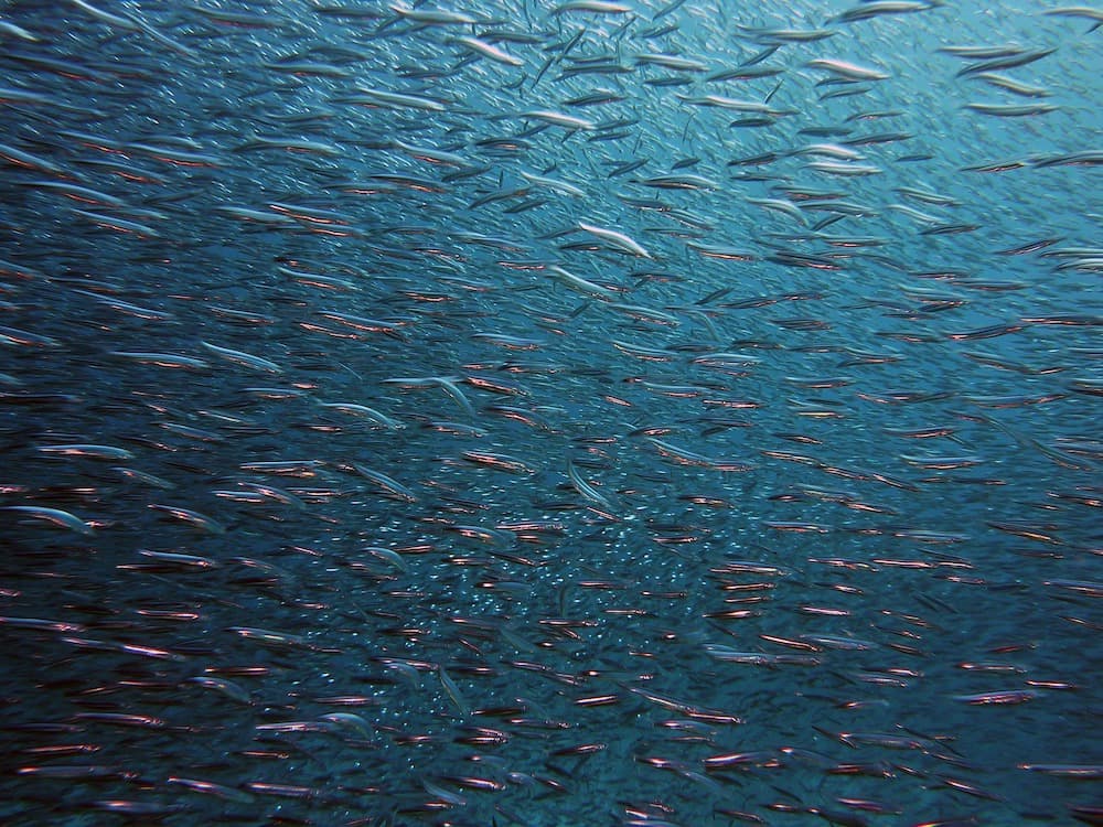 A connected ocean: drifting fish larvae bind nations' marine territories