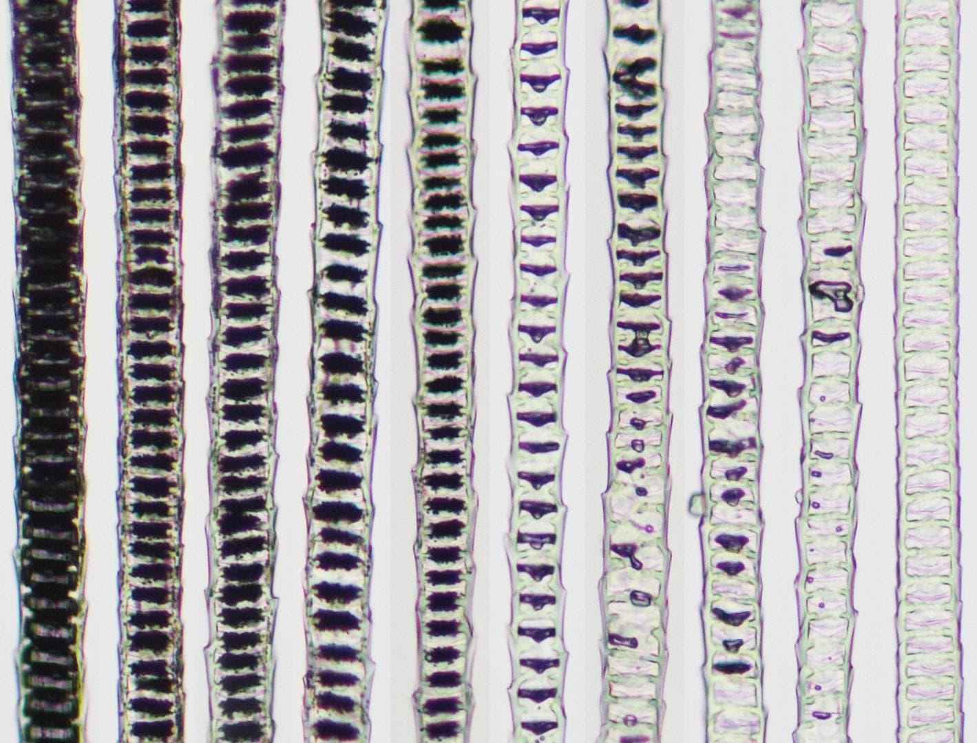 A new way to go gray