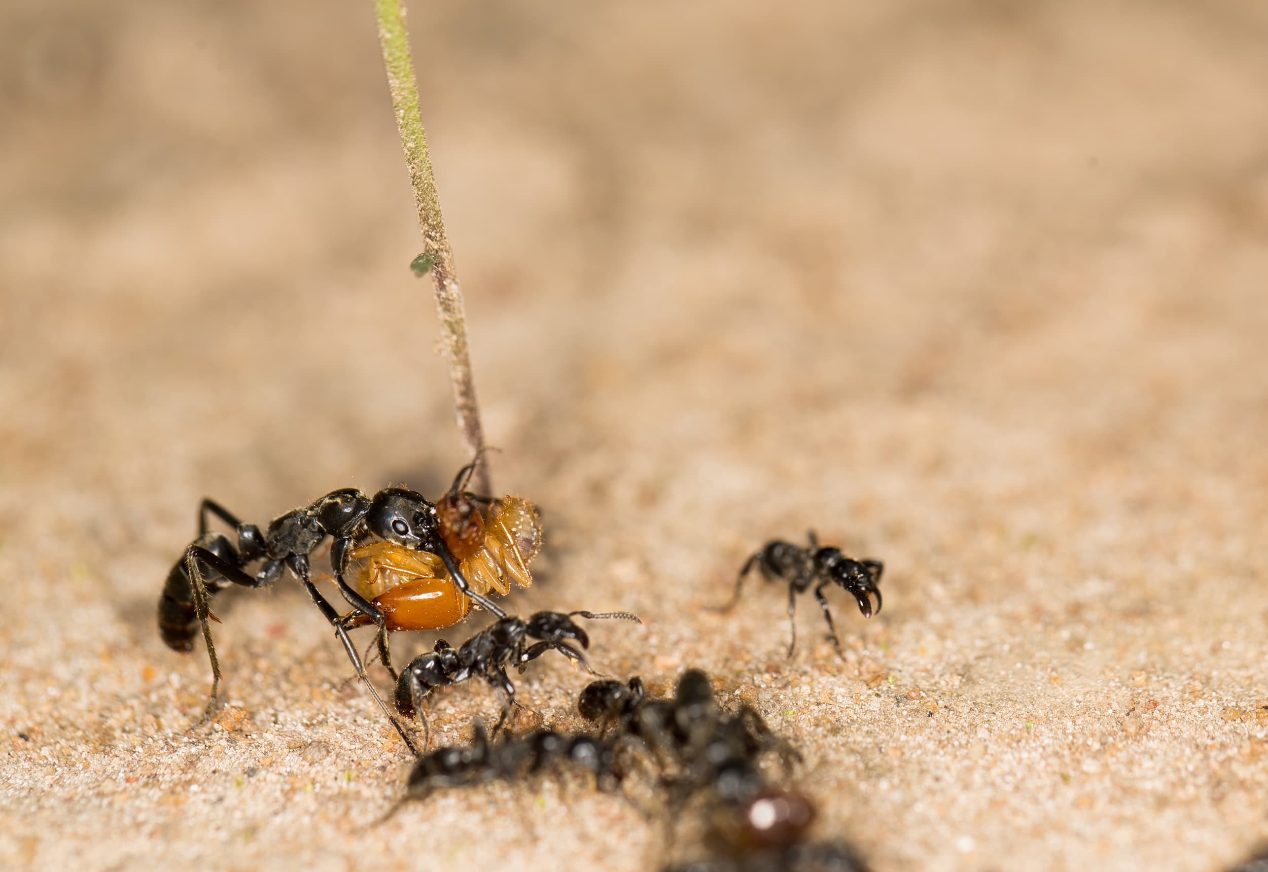 Ant medics: wound treatment in a predatory species