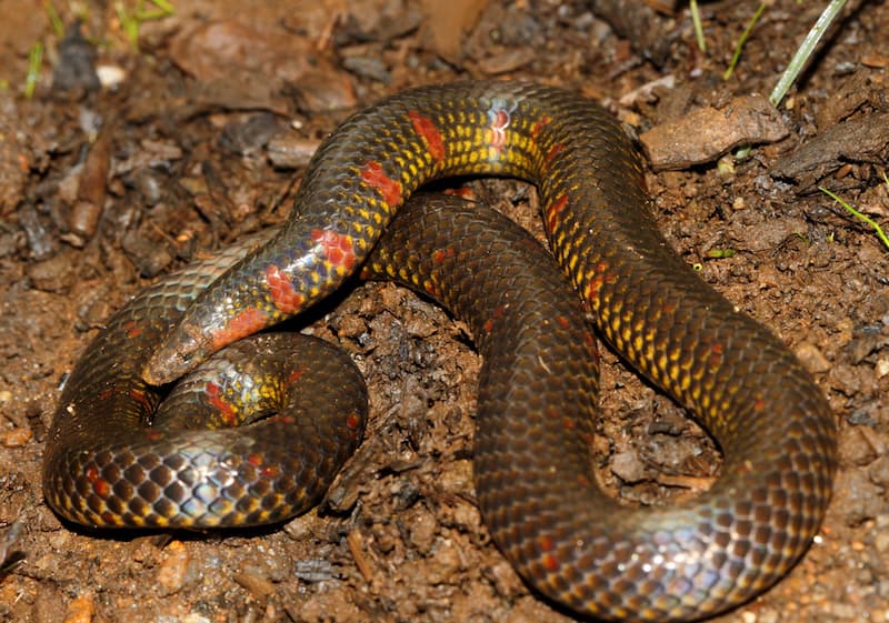 Are burrowing snakes digging their own evolutionary grave?