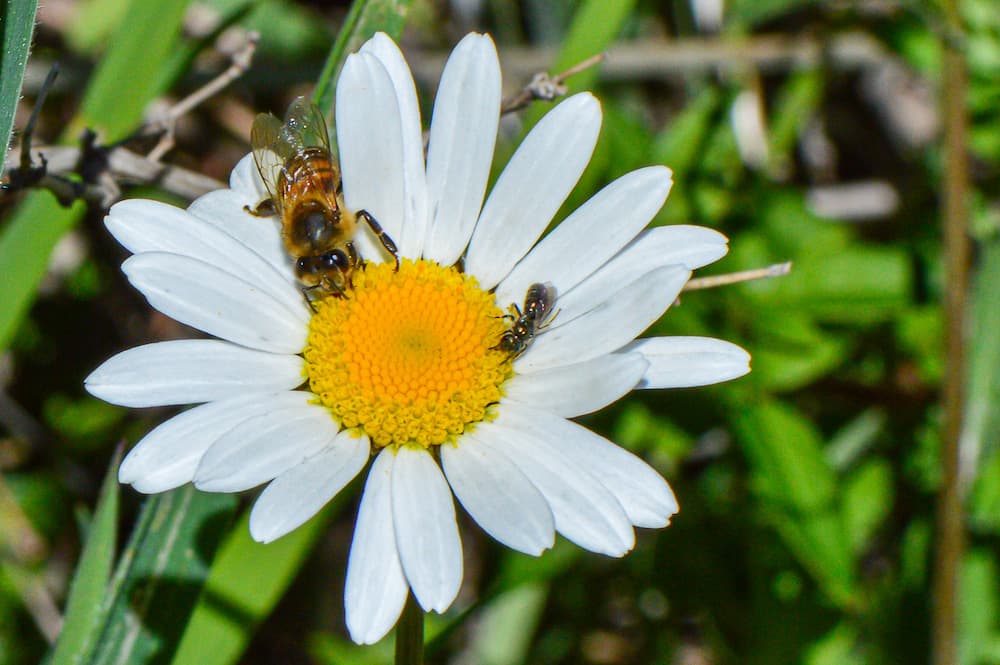 Bee aware! Signs of a global decline in wild bee diversity