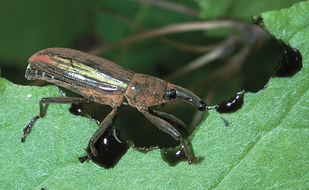 Beetles became an evolutionary success with help from stolen microbial genes