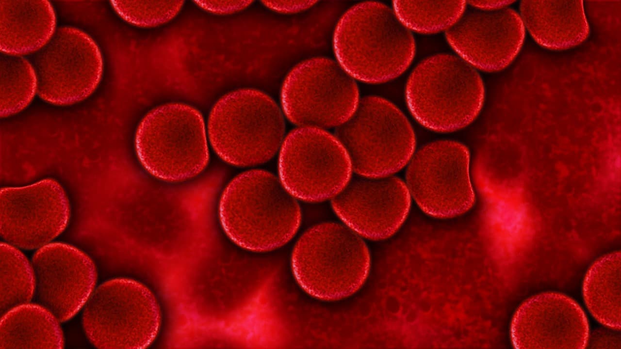 Blood-eating cells: a defense or a threat?