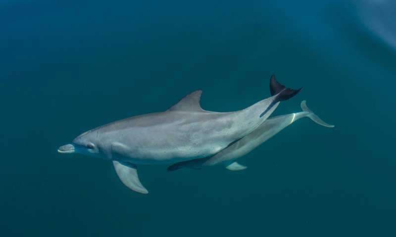 Cascading effects of a marine heatwave impact dolphin survival and reproduction