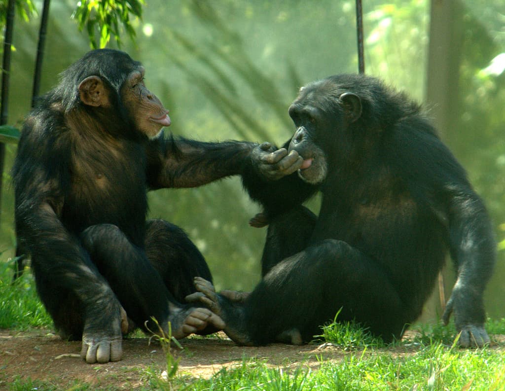 Chimpanzees Trust Their Friends