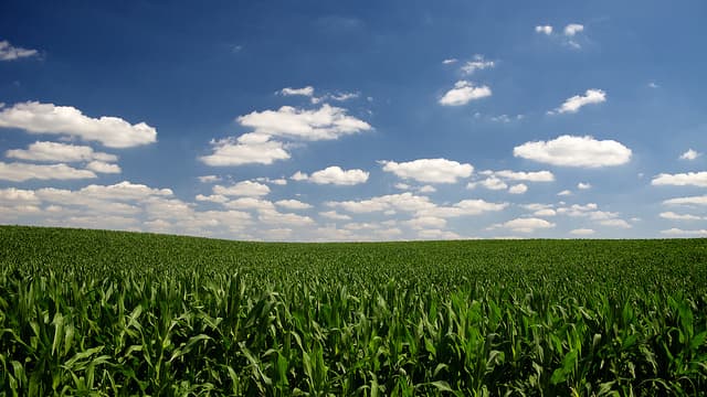 Cloudy days cost yield until scientists hacked photosynthesis