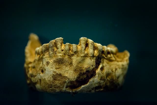 Did Homo naledi meet Homo sapiens in South Africa?