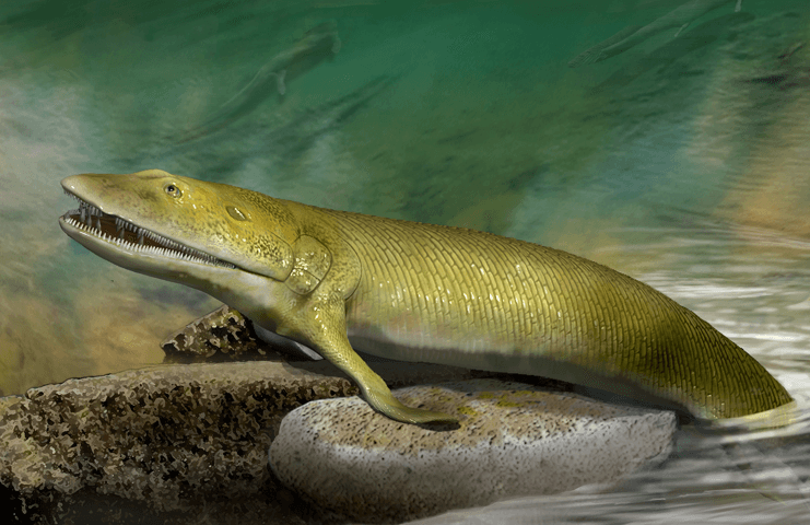 Elpistostege: a fish with legs or a tetrapod with fins?