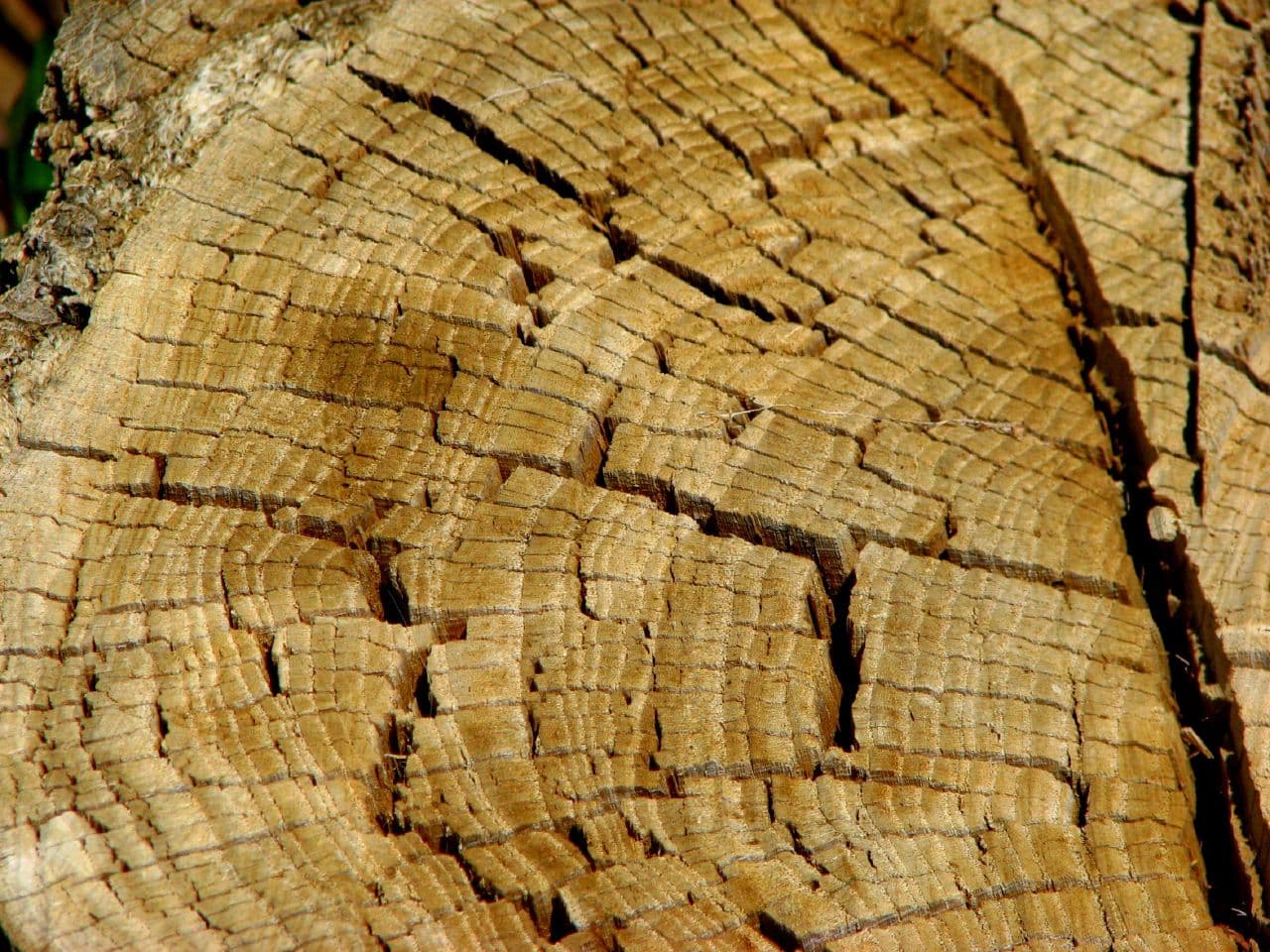 Evolution does not care