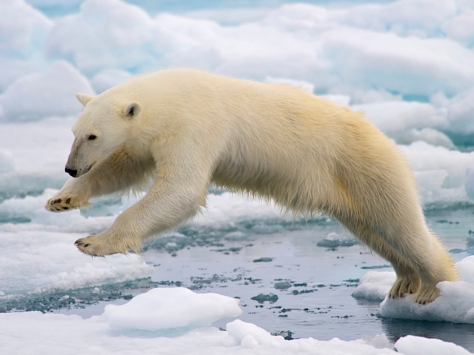 For polar bears the cost of living is rising