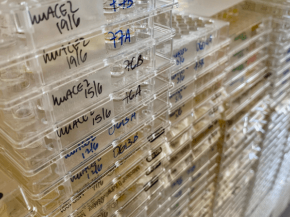 From days to hours: detecting SARS-CoV-2 neutralizing antibodies