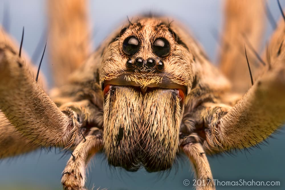 High performance silks deployed by web building wolf spiders