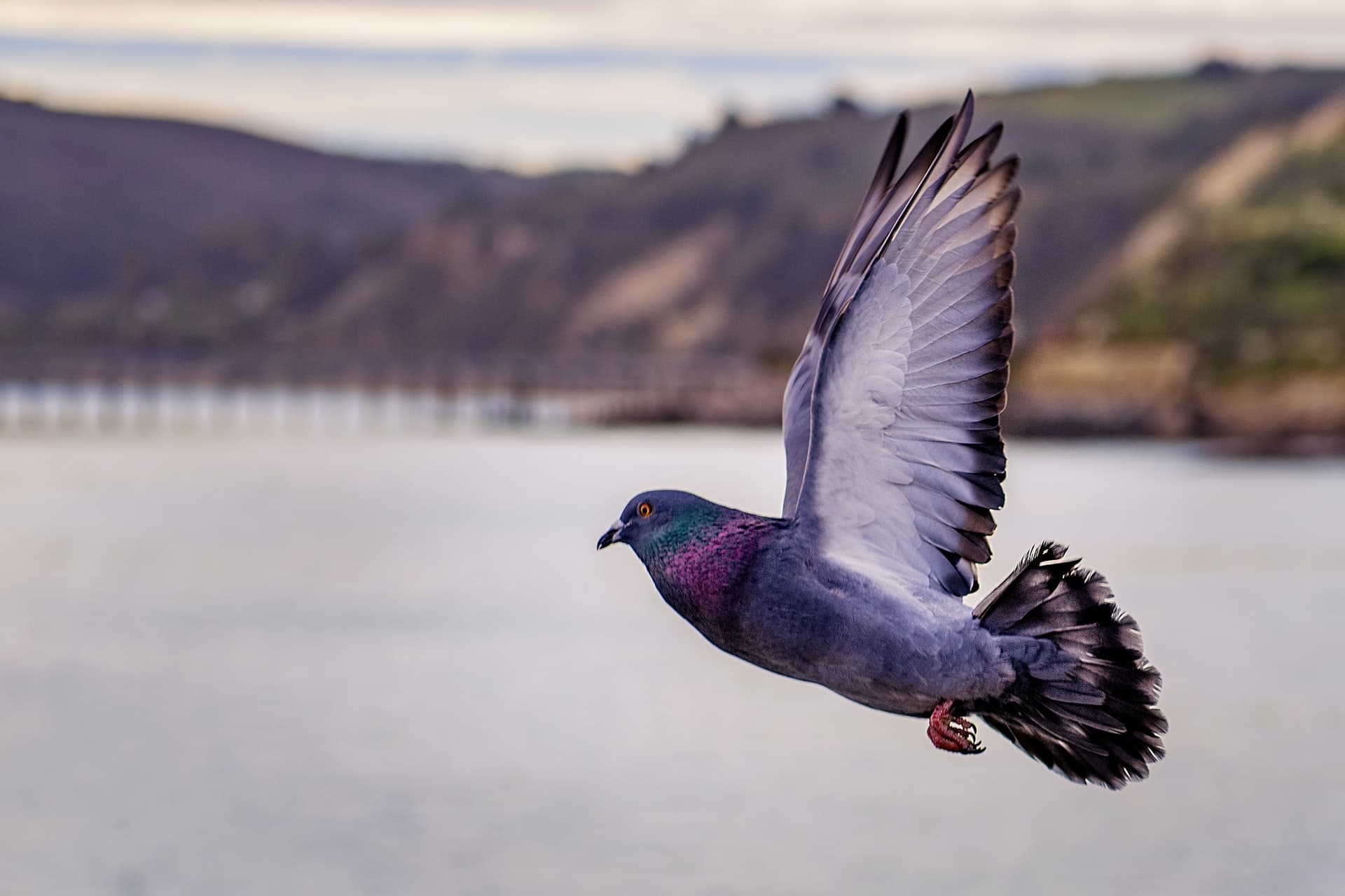 Homing pigeons find their way home by smelling the air