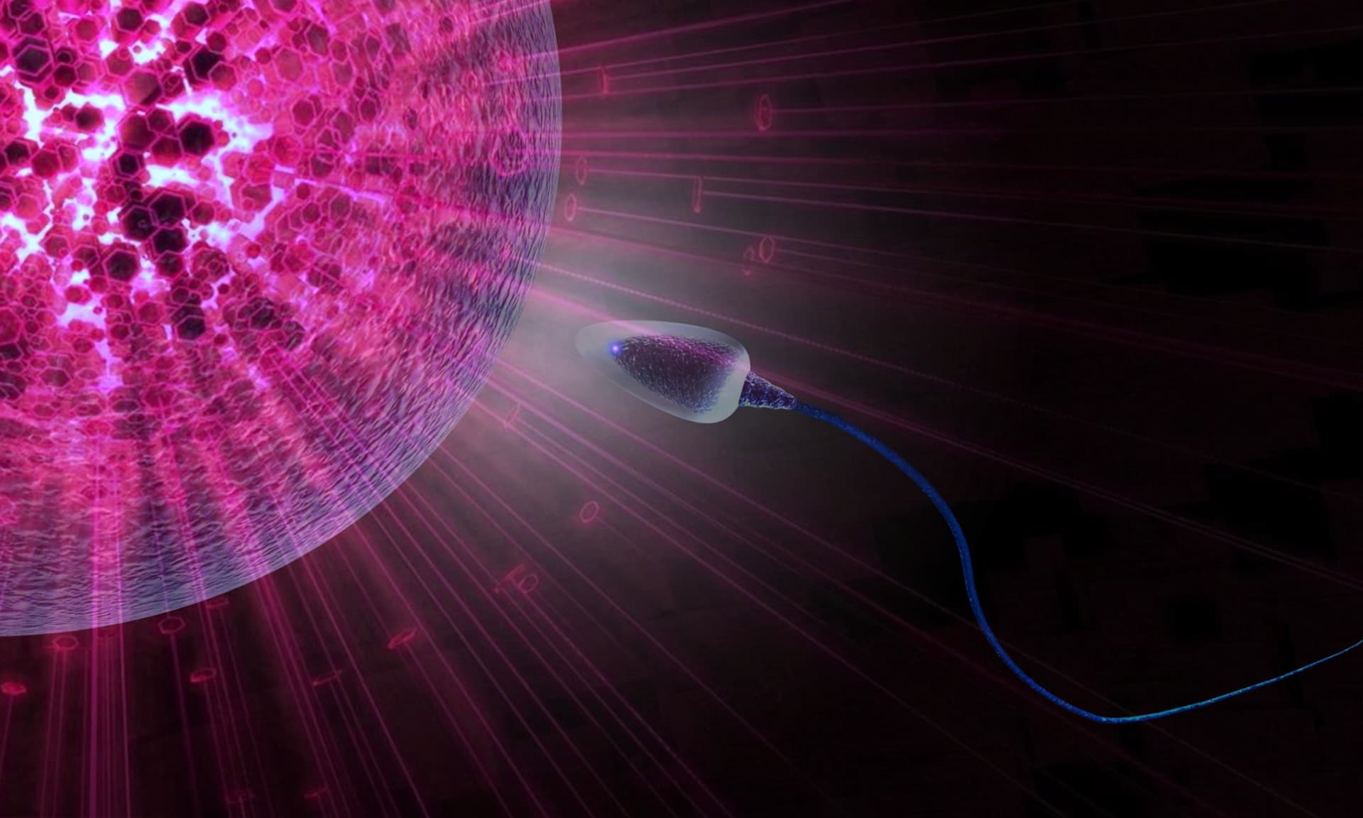 How a protein modification navigates sperm to the egg