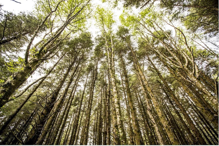 How to fight climate change? Let forests grow