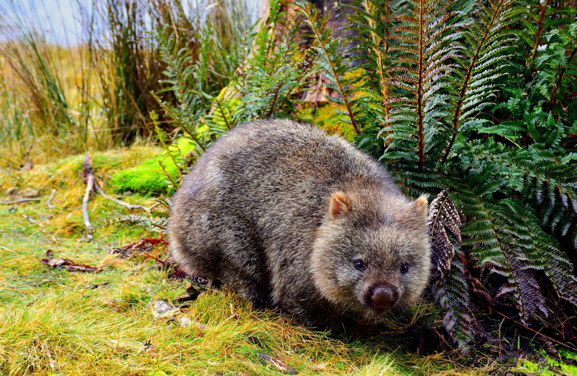 How wombats poop cubes