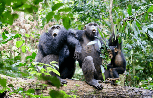Human's impact on the behavior and cultural diversity of chimpanzees