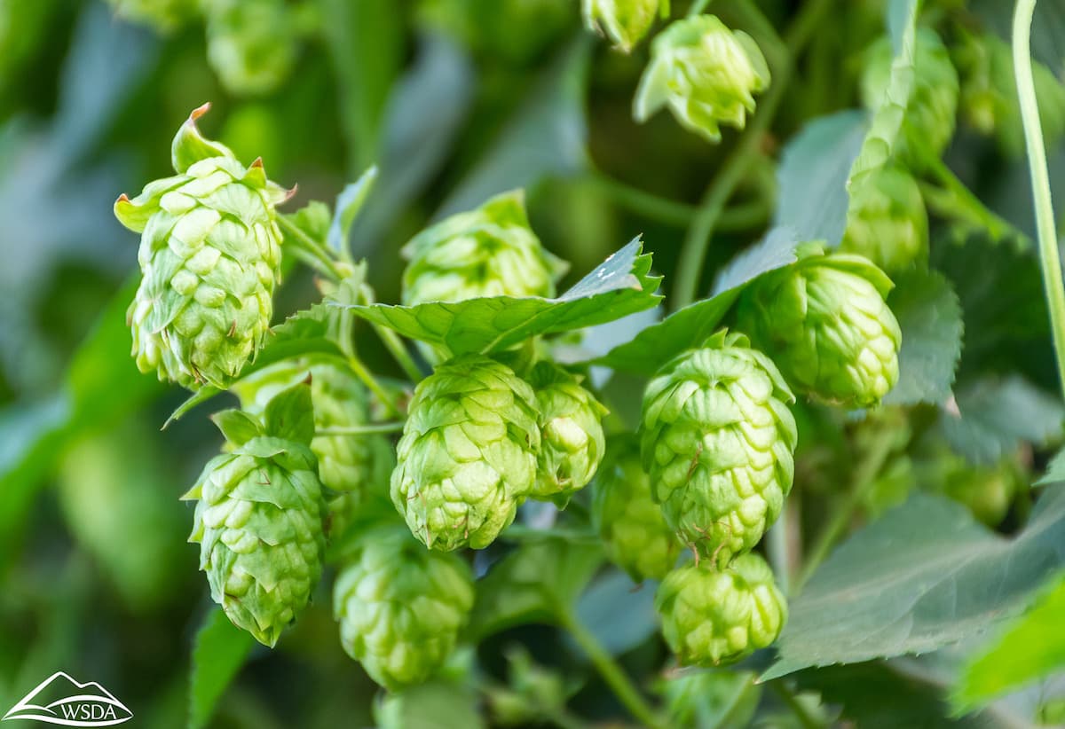 Making “hoppy” beer without hops