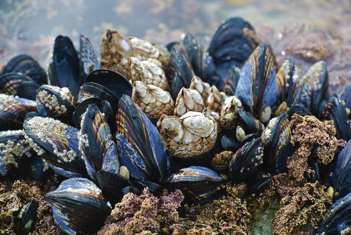 Mussel powder engineered to kill pathogens