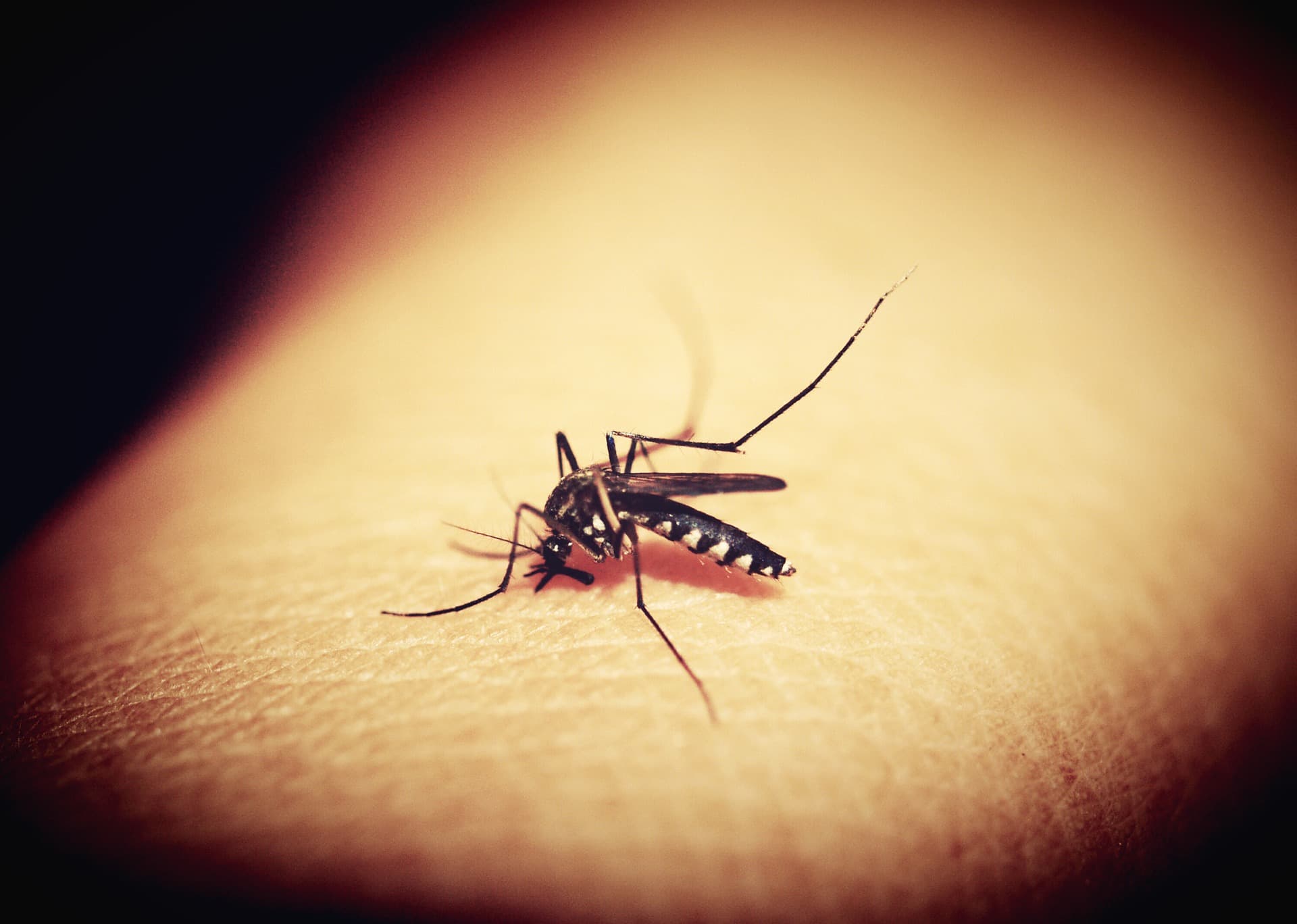 New treatment options for Zika virus infection