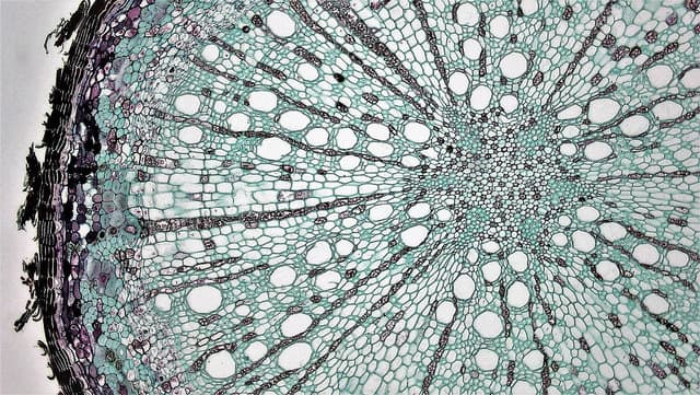 One root for every soil: a double-personality tale