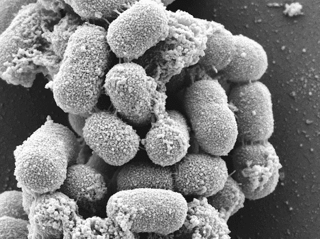 Producing next-gen polymers out of antimicrobial-resistant superbugs