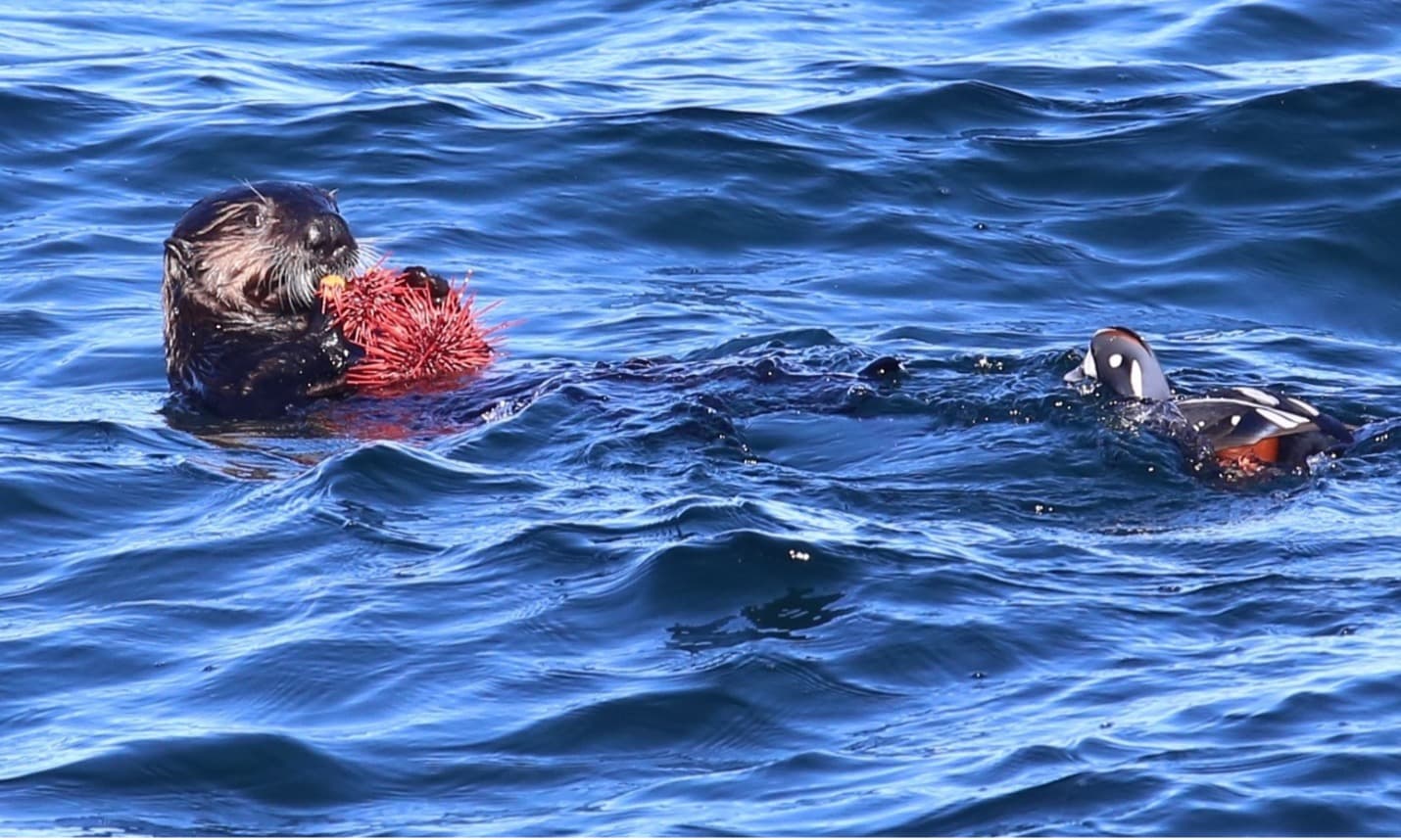 Sea otters: how welcome should a recovering top predator be?