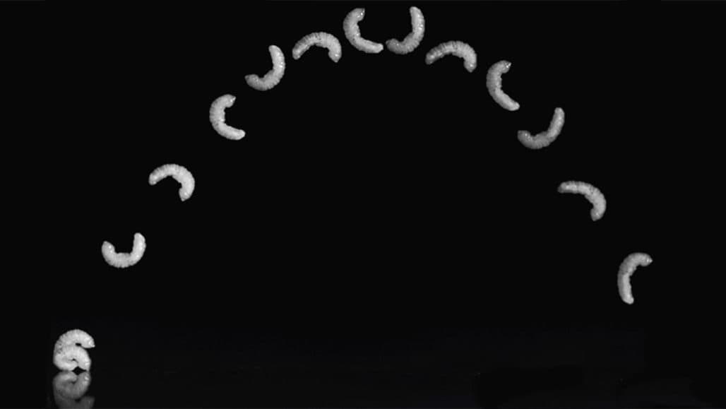 Secrets of legless leapers revealed