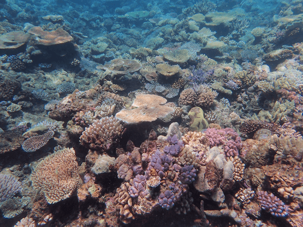 Steady decline of coral reefs in the Anthropocene