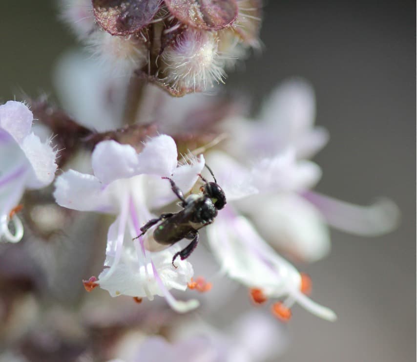 Study gets the buzz on stingless bee honey