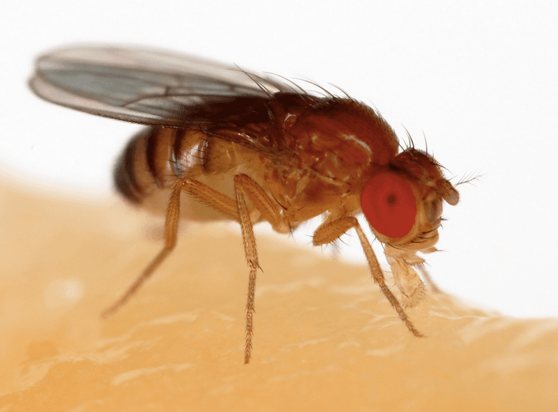 The belligerence of breeding: female aggression after mating