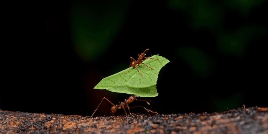 Insect microbiomes – a new hope against antimicrobial resistance?