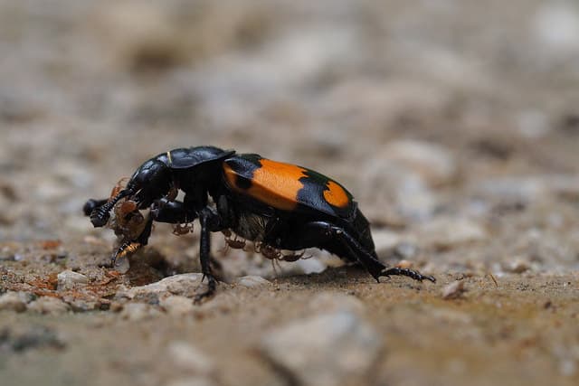 The lingering effects of parental care and its role in evolutionary change