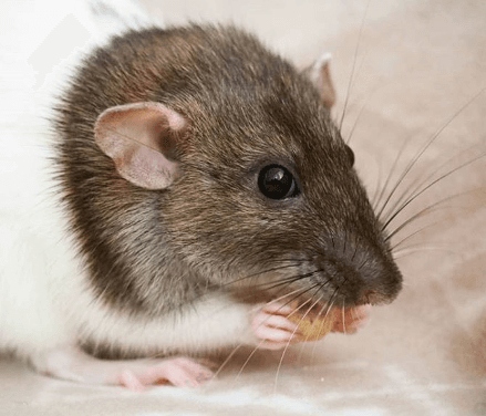 The Rat's Euler Whiskers