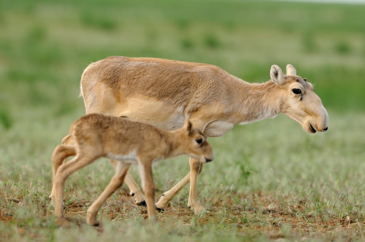 The saiga antelope is hit by a meteorological bullet