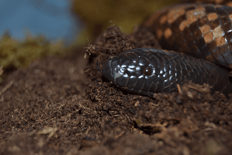 The snake with the skin of a rhino…that eats babies!