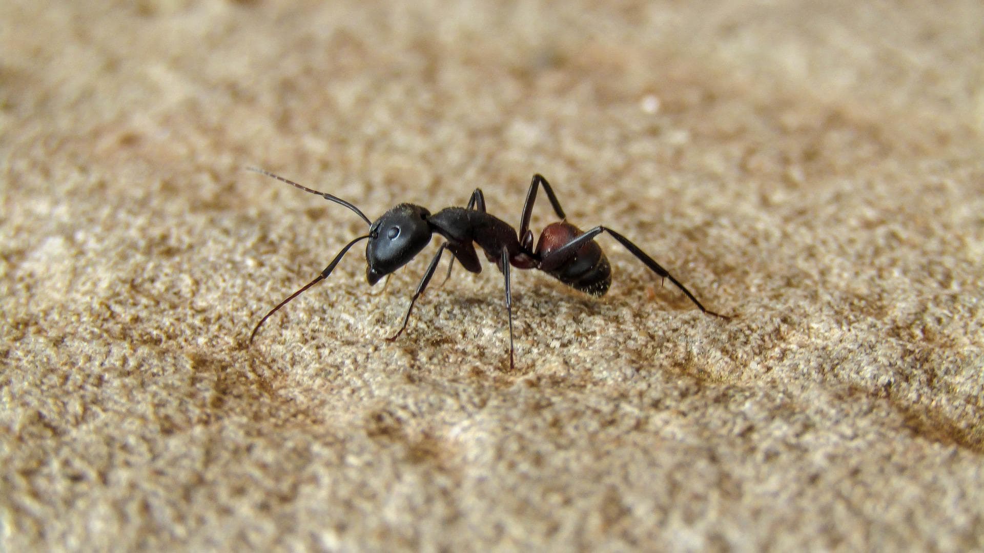 Using ants to sniff out cancer?