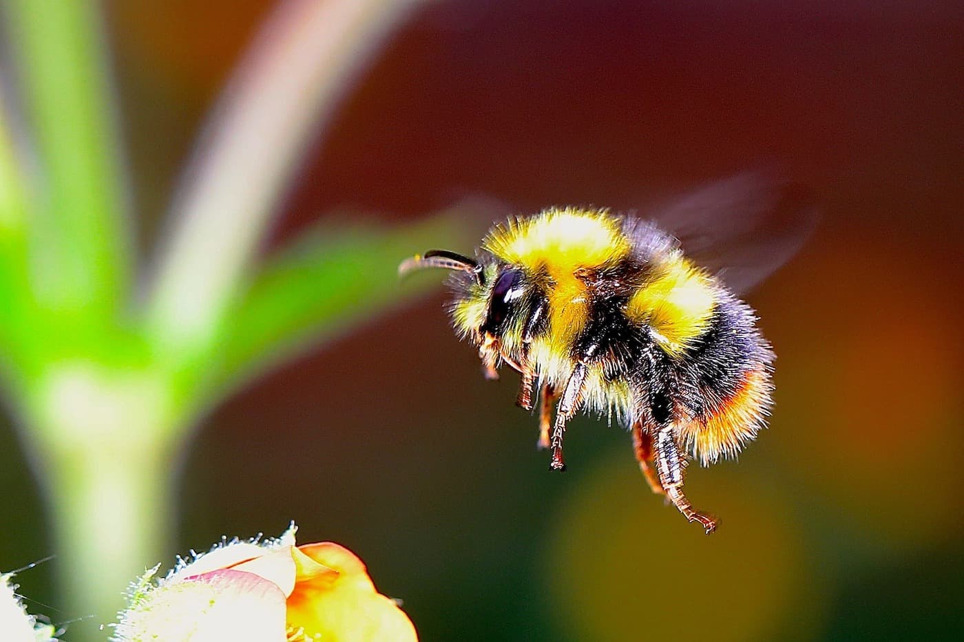 Viruses are spilling over from managed honey bees to wild bumble bees