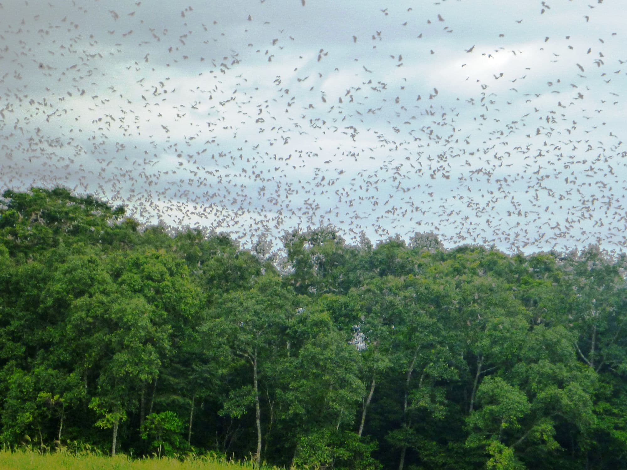 Where do plants and animals live in the tropics?
